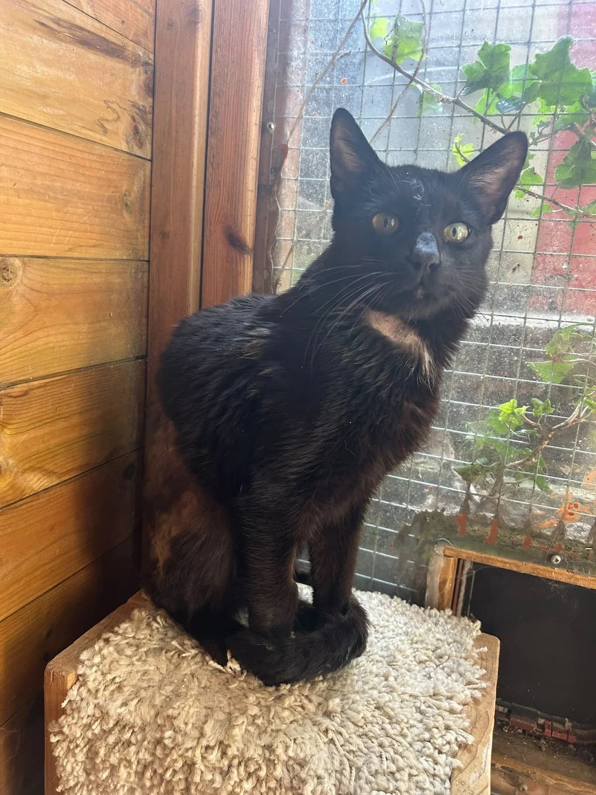 Eric, male young Mixed Breed for adoption at RSPCA Stourbridge and District