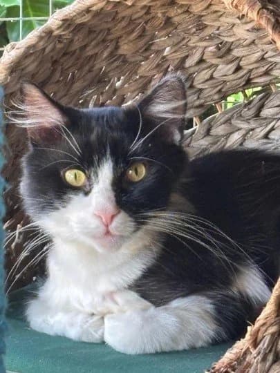 Finn, female Mixed Breed for adoption at RSPCA Stourbridge and District