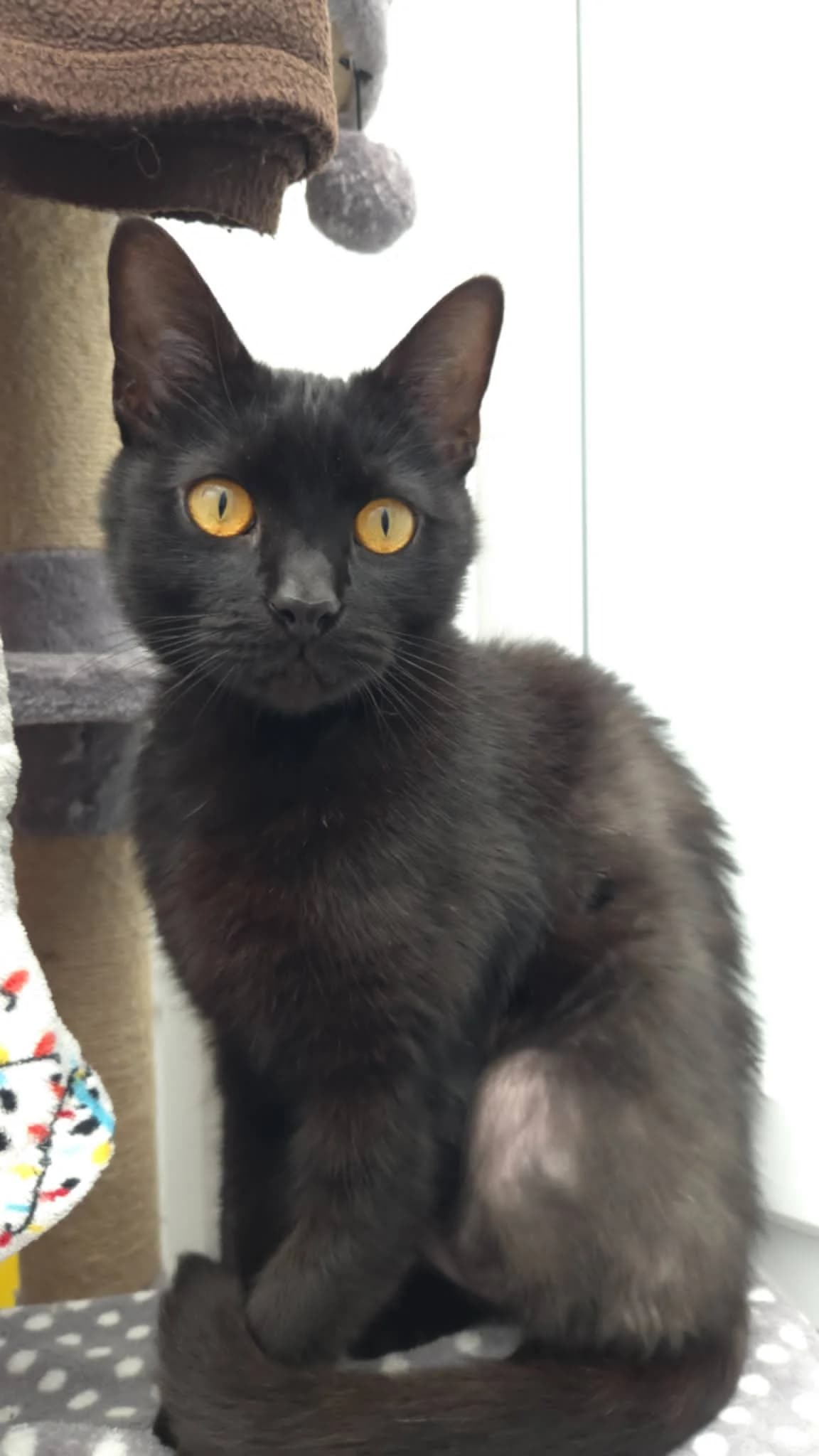 Crookshanks, Black male young mixed breed for adoption at RSPCA Suffolk Central Branch