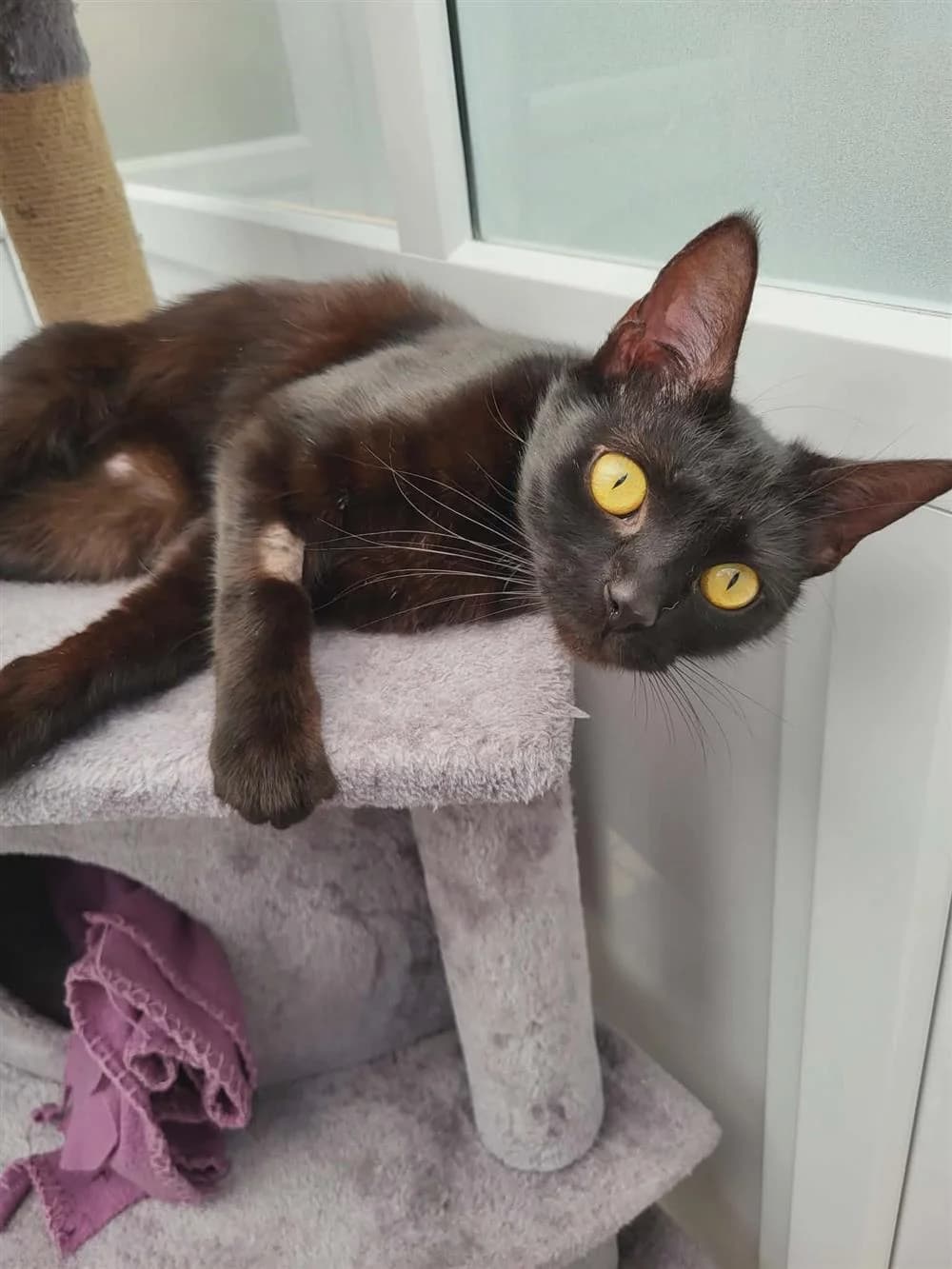 Lavender, Black male young mixed breed for adoption at RSPCA Suffolk Central Branch