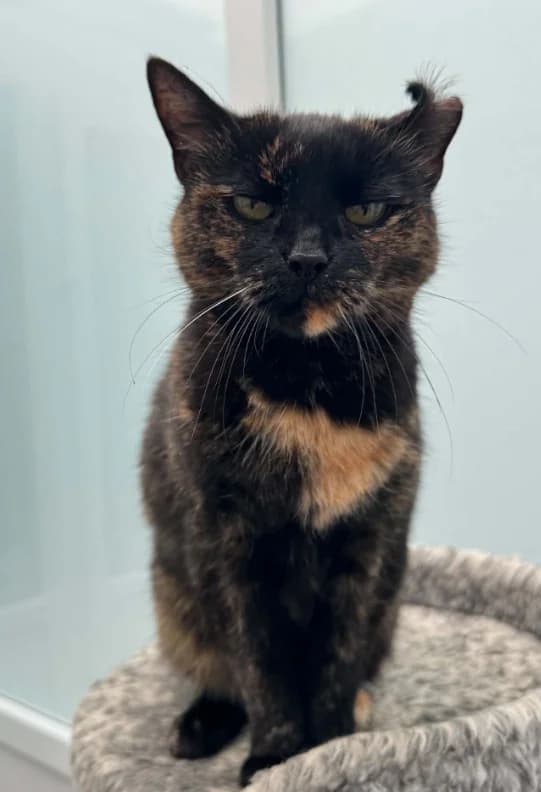 Mia, Tortie male senior mixed breed for adoption at RSPCA Suffolk Central Branch