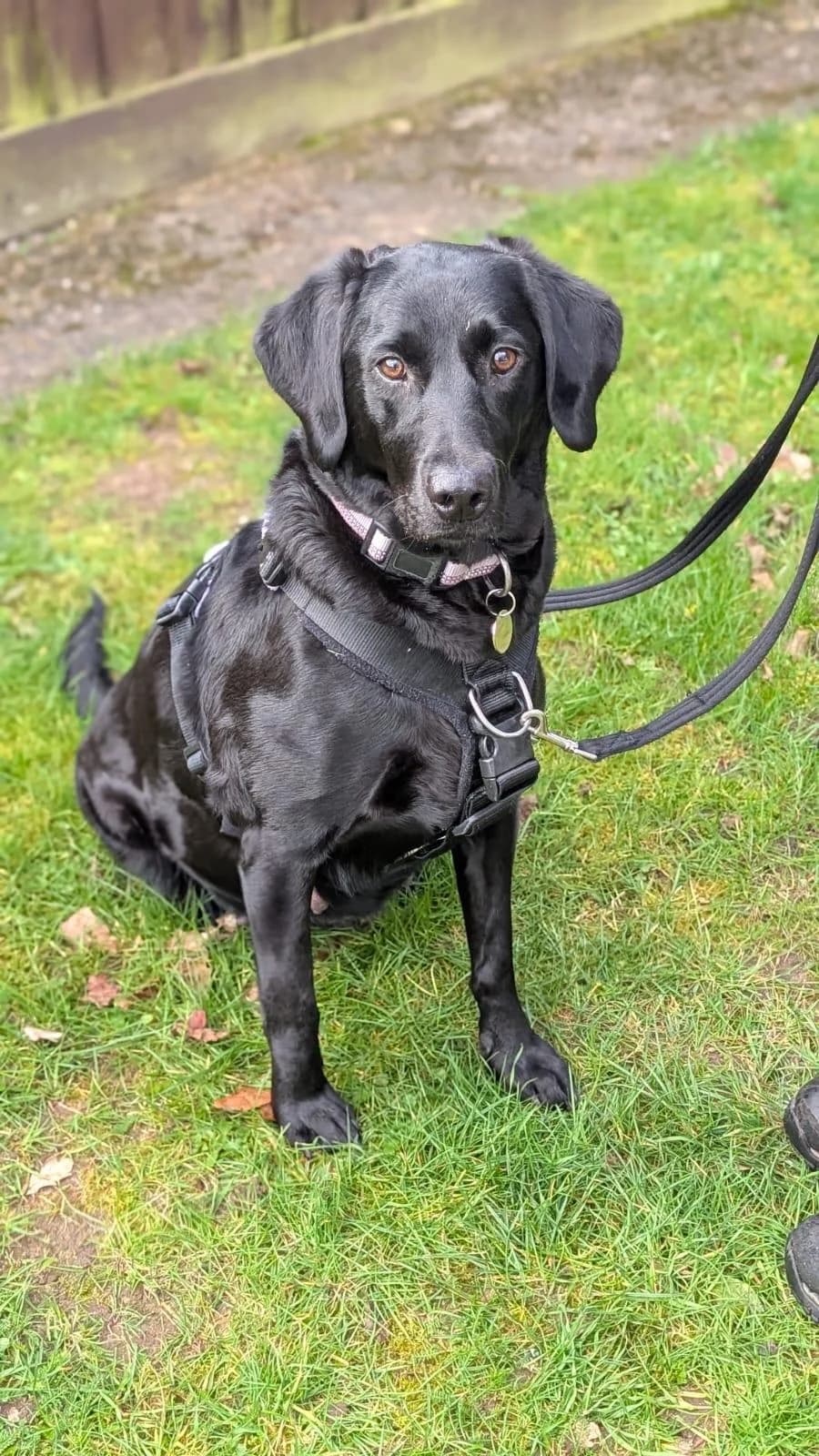 Madge, Black male 3yo Labrador Retriever for adoption at RSPCA Suffolk Central Branch