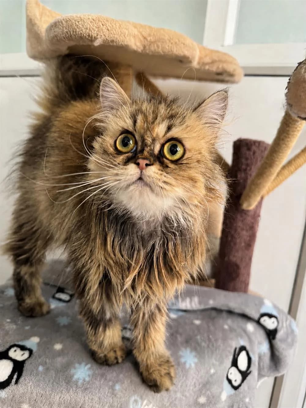 Juliet, Brown male young Persian for adoption at RSPCA Suffolk Central Branch