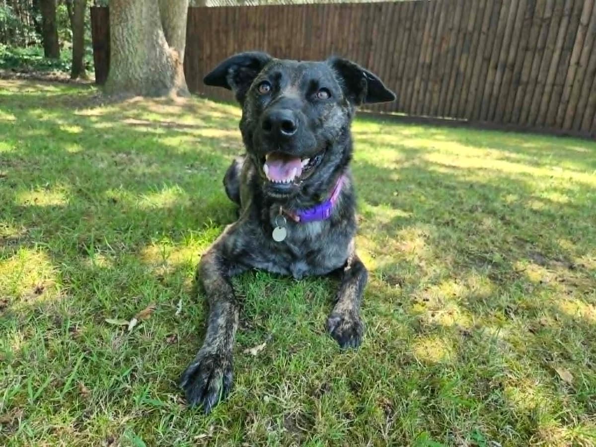 Ruby, Brindle male 3yo Lurcher for adoption at RSPCA Suffolk Central Branch