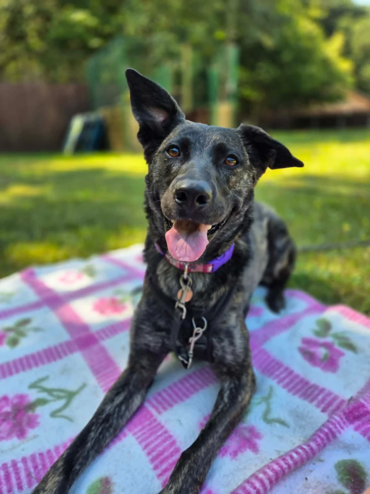 Ruby, Brindle male 3yo Lurcher for adoption at RSPCA Suffolk Central Branch