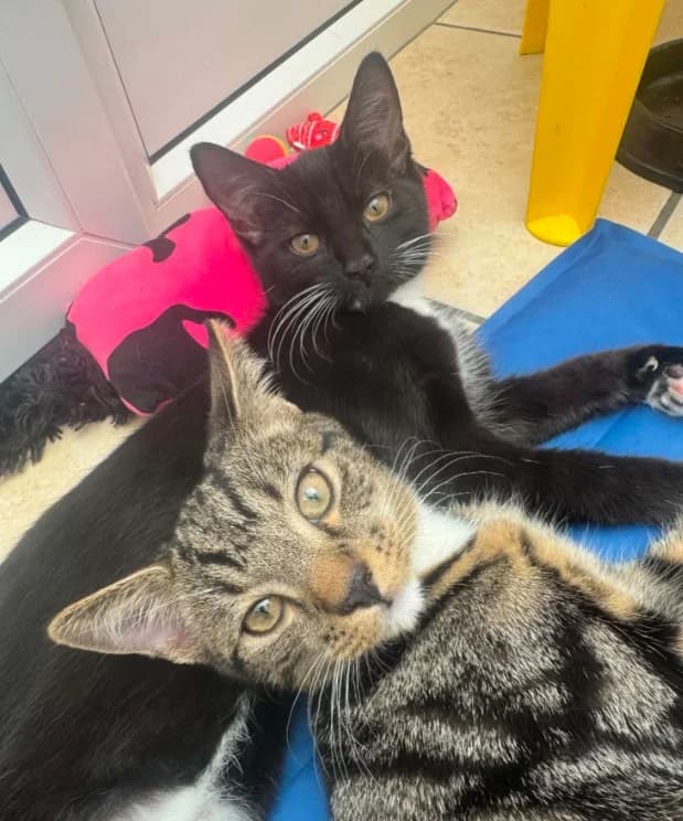 Mable &, Black & White, Tabby & White male puppy mixed breed for adoption at RSPCA Suffolk Central Branch