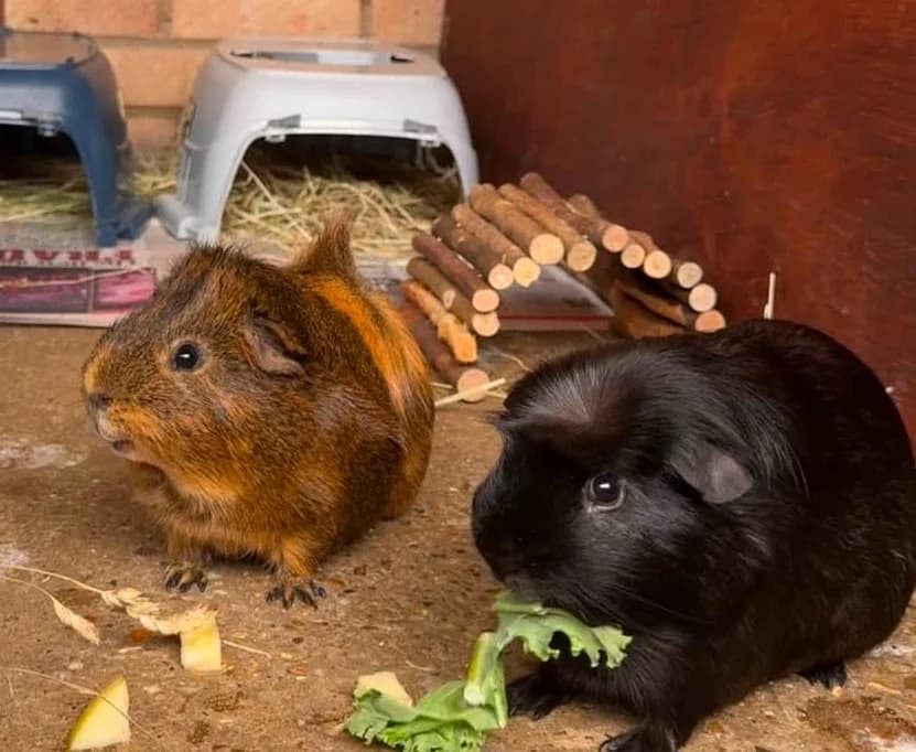 Claude &, Ginger & Brindle / Black male Abyssinian for adoption at RSPCA Suffolk Central Branch