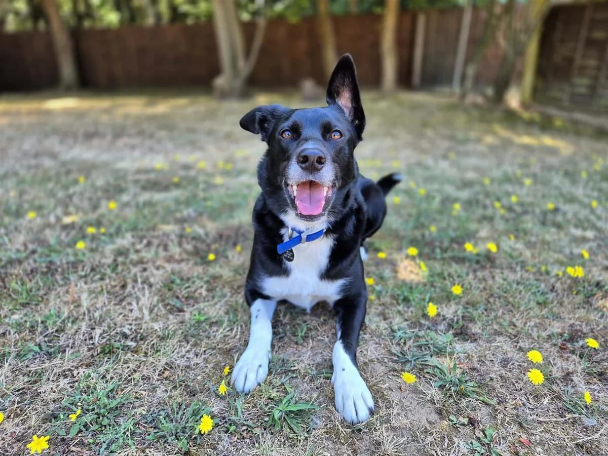 Ollie, Black and White male 3yo Border Collie for adoption at RSPCA Suffolk Central Branch