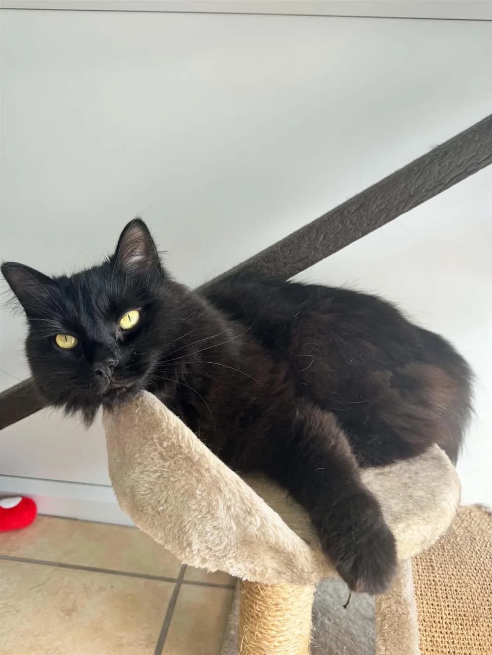 Basil, Black male young mixed breed for adoption at RSPCA Suffolk Central Branch