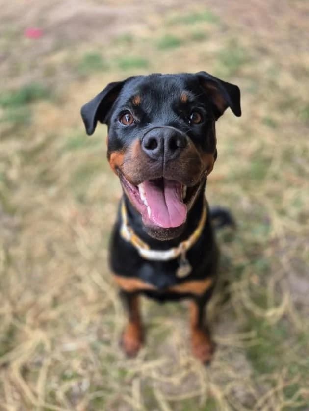 Bella, Black And Tan male puppy Rottweiler for adoption at RSPCA Suffolk Central Branch