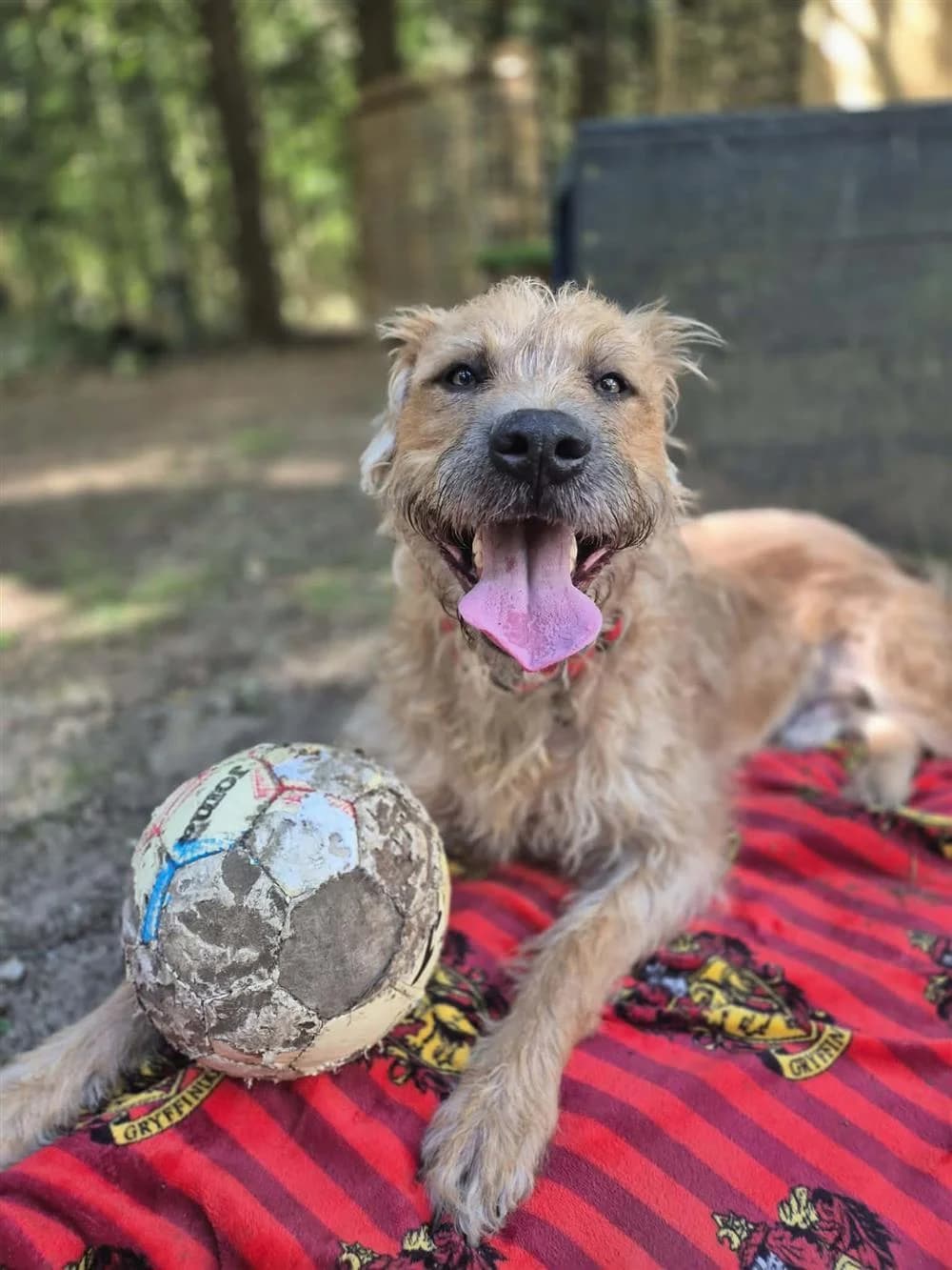 Jaxson, Golden male 3yo Irish Wolfhound for adoption at RSPCA Suffolk Central Branch