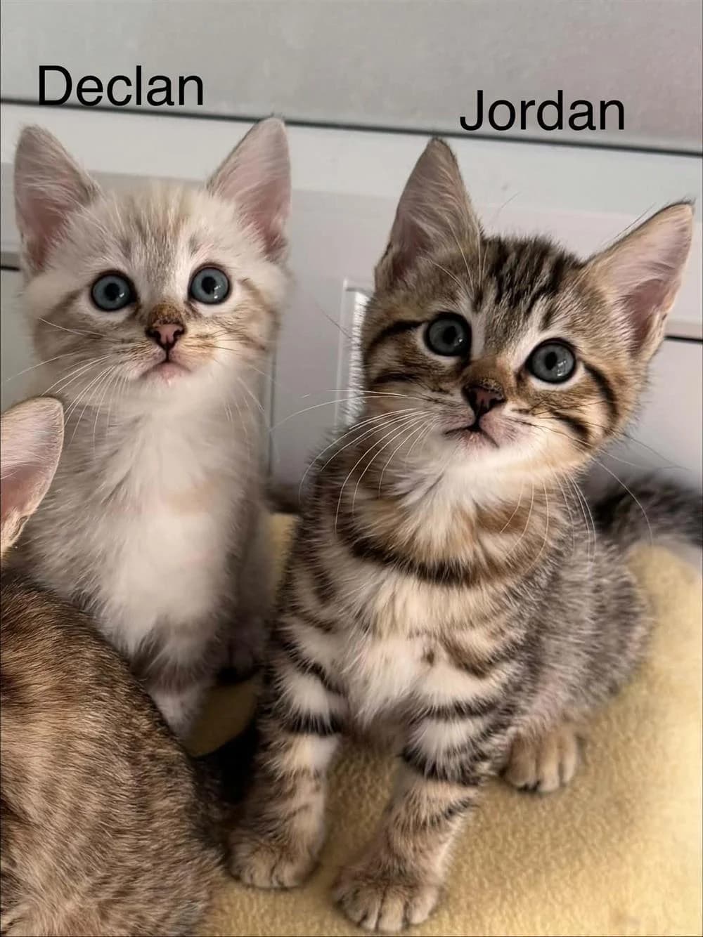 Declan &, Brown male puppy Bengal for adoption at RSPCA Suffolk Central Branch