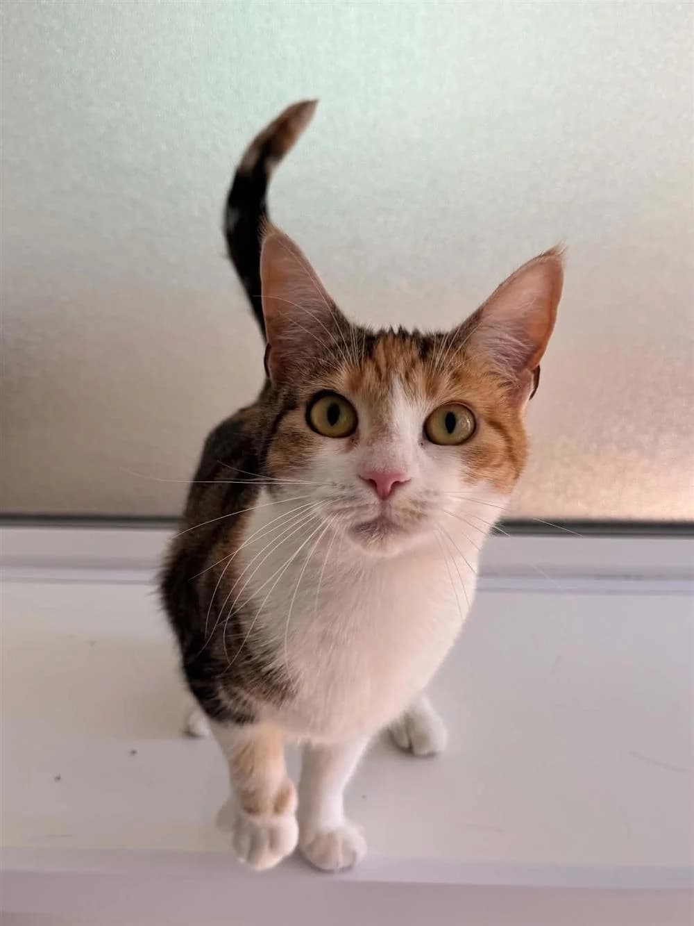 Athena, Tabby Tortie male 4yo mixed breed for adoption at RSPCA Suffolk Central Branch