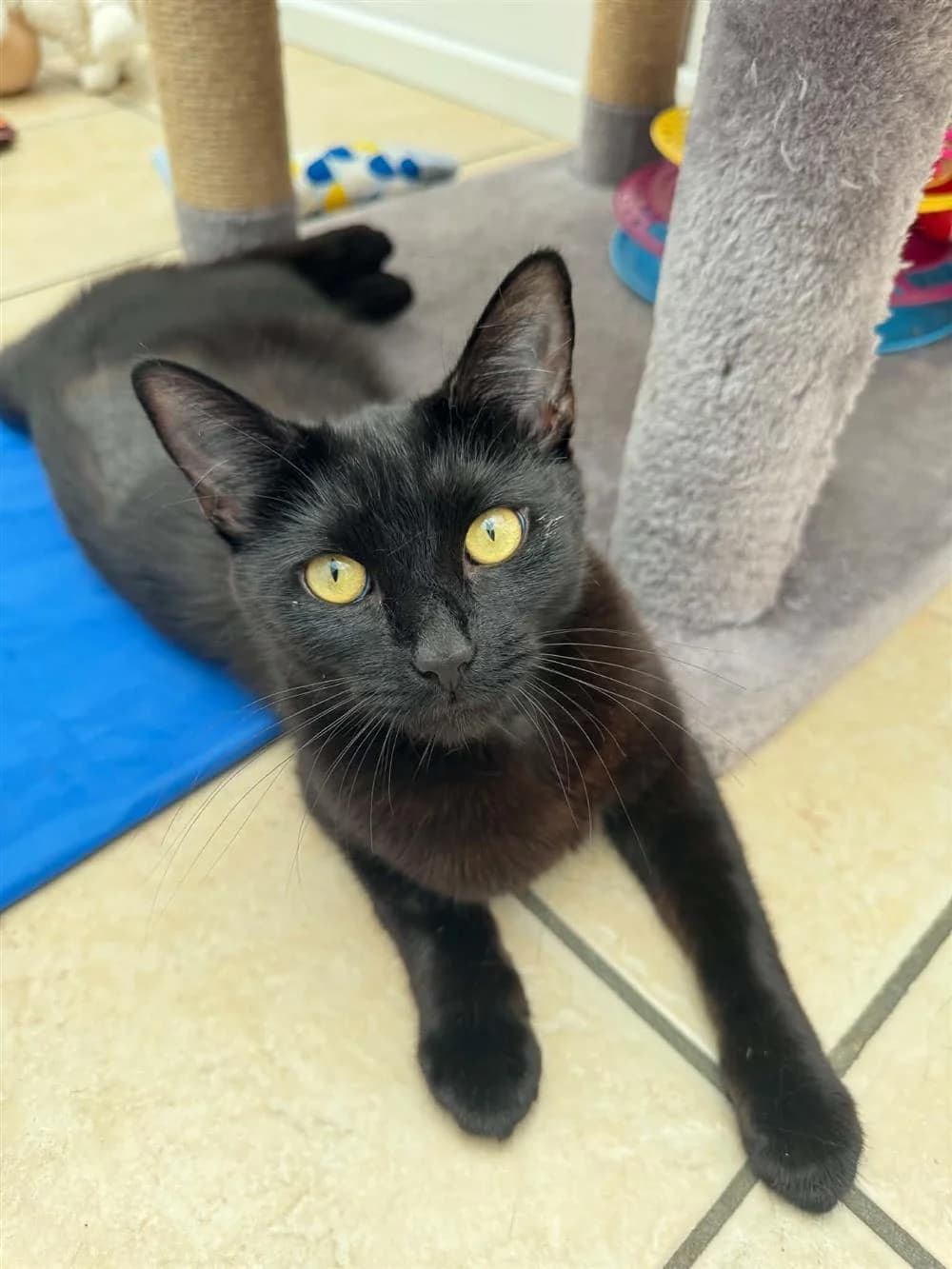 Zayu, Black male young mixed breed for adoption at RSPCA Suffolk Central Branch