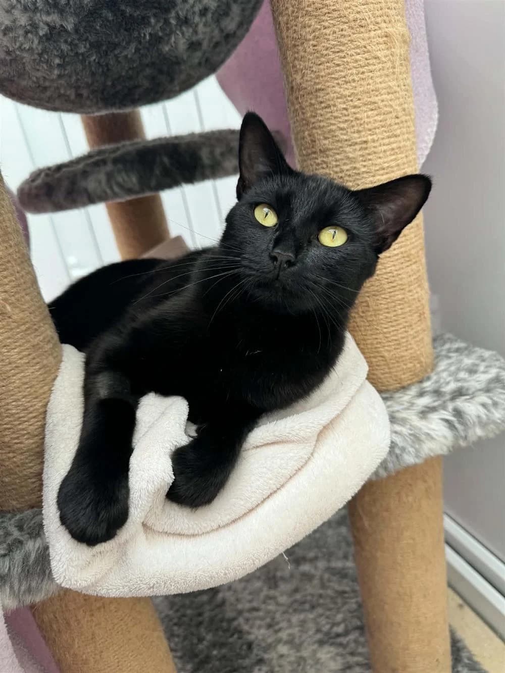 Maple, Black male young mixed breed for adoption at RSPCA Suffolk Central Branch