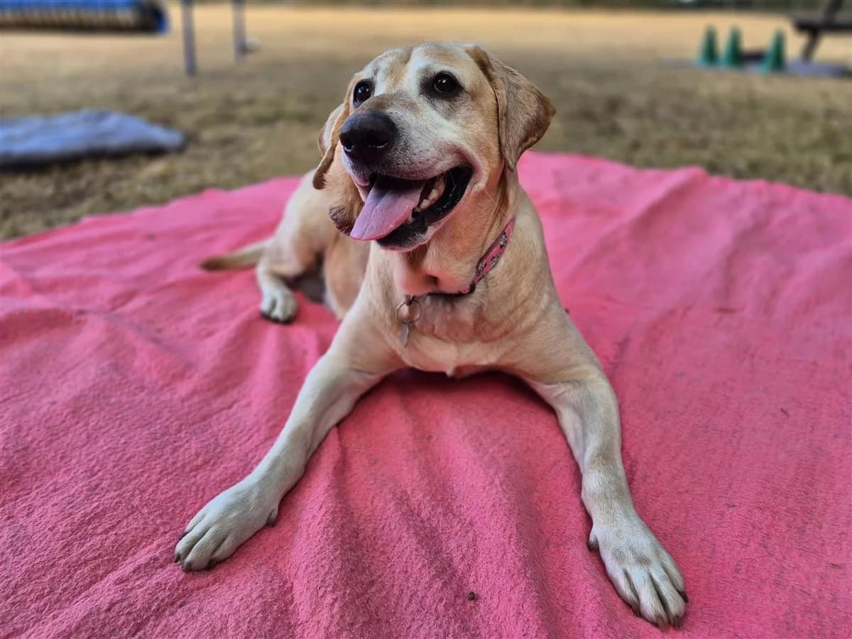 Millie, Yellow male 6yo Labrador Retriever for adoption at RSPCA Suffolk Central Branch