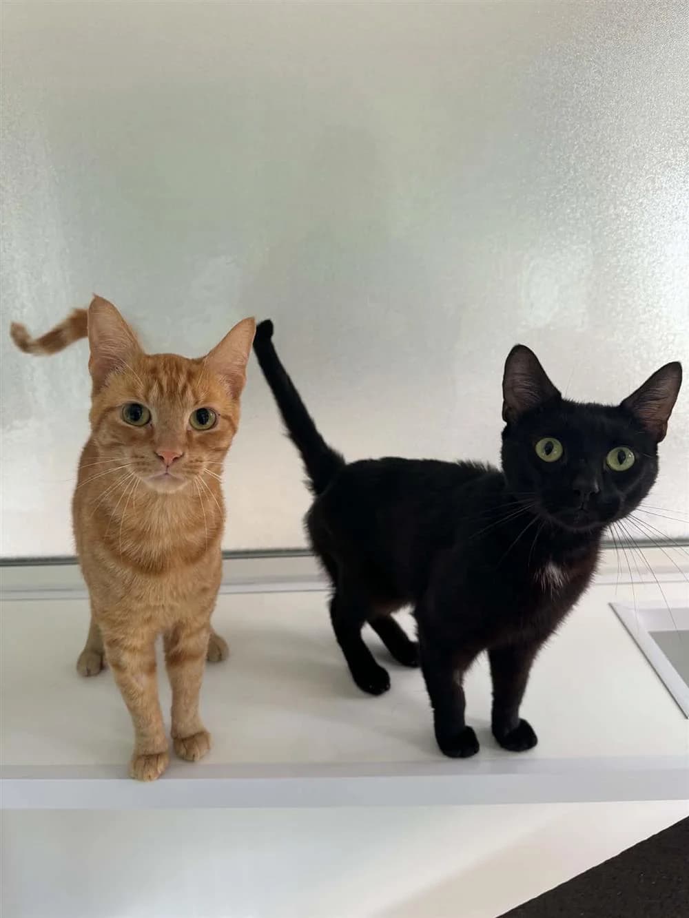 Fluffy &, Black male young mixed breed for adoption at RSPCA Suffolk Central Branch