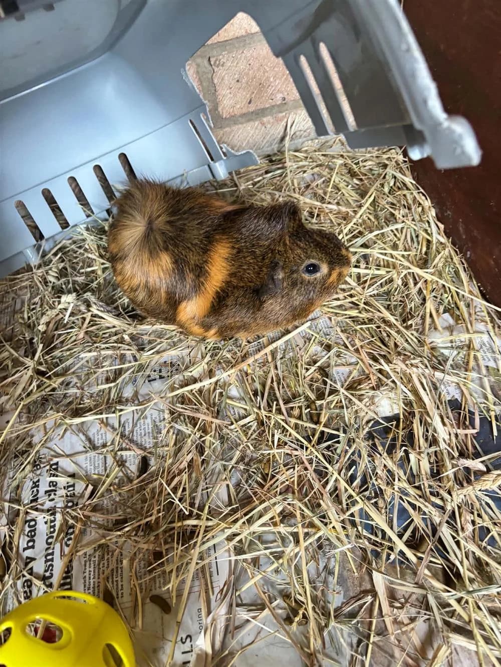 Claude, black and ginger male Abyssinian for adoption at RSPCA Suffolk Central Branch