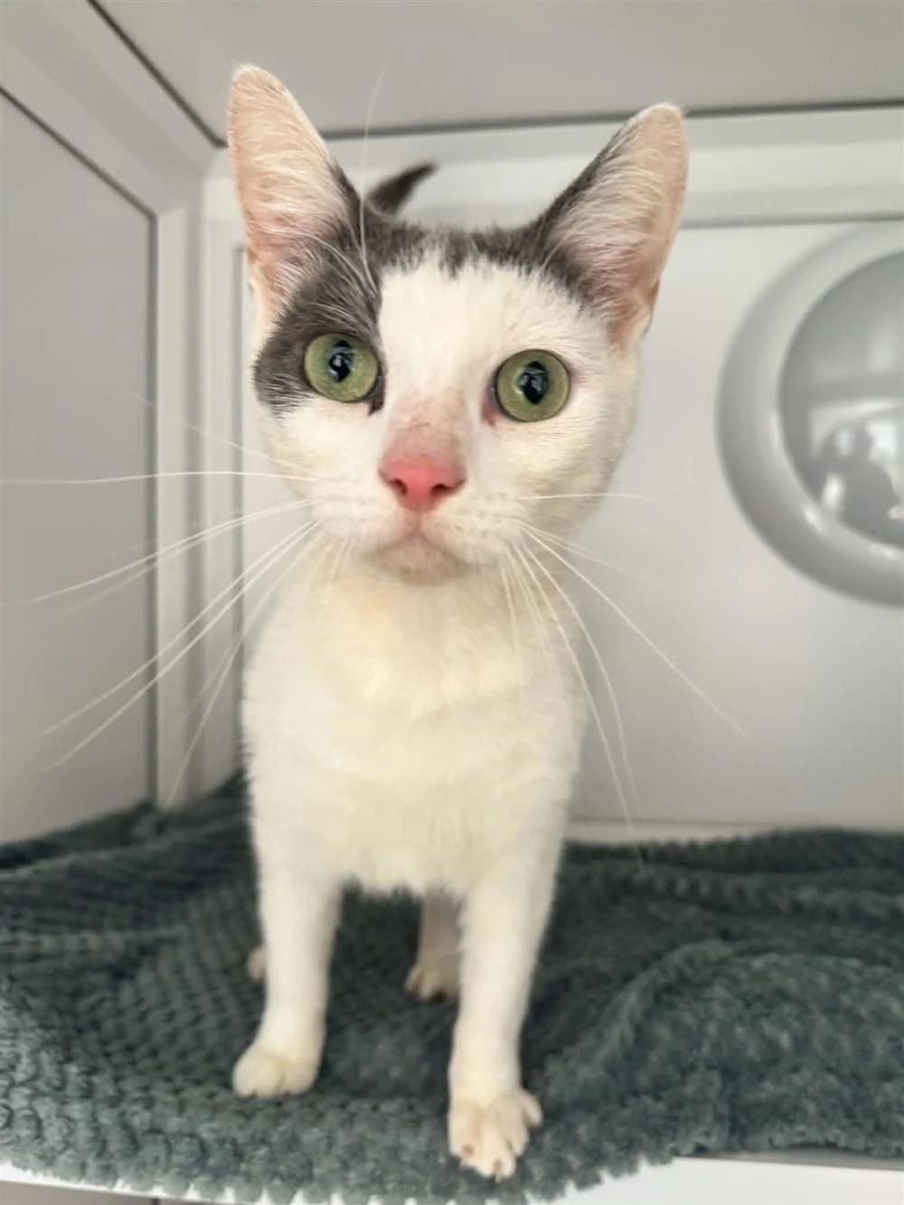 Jelly, Grey and White male 3yo mixed breed for adoption at RSPCA Suffolk Central Branch
