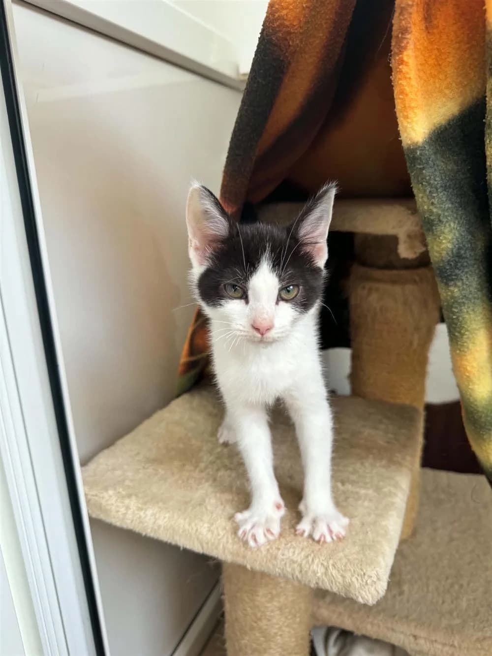 Tiny, Black and White male puppy mixed breed for adoption at RSPCA Suffolk Central Branch