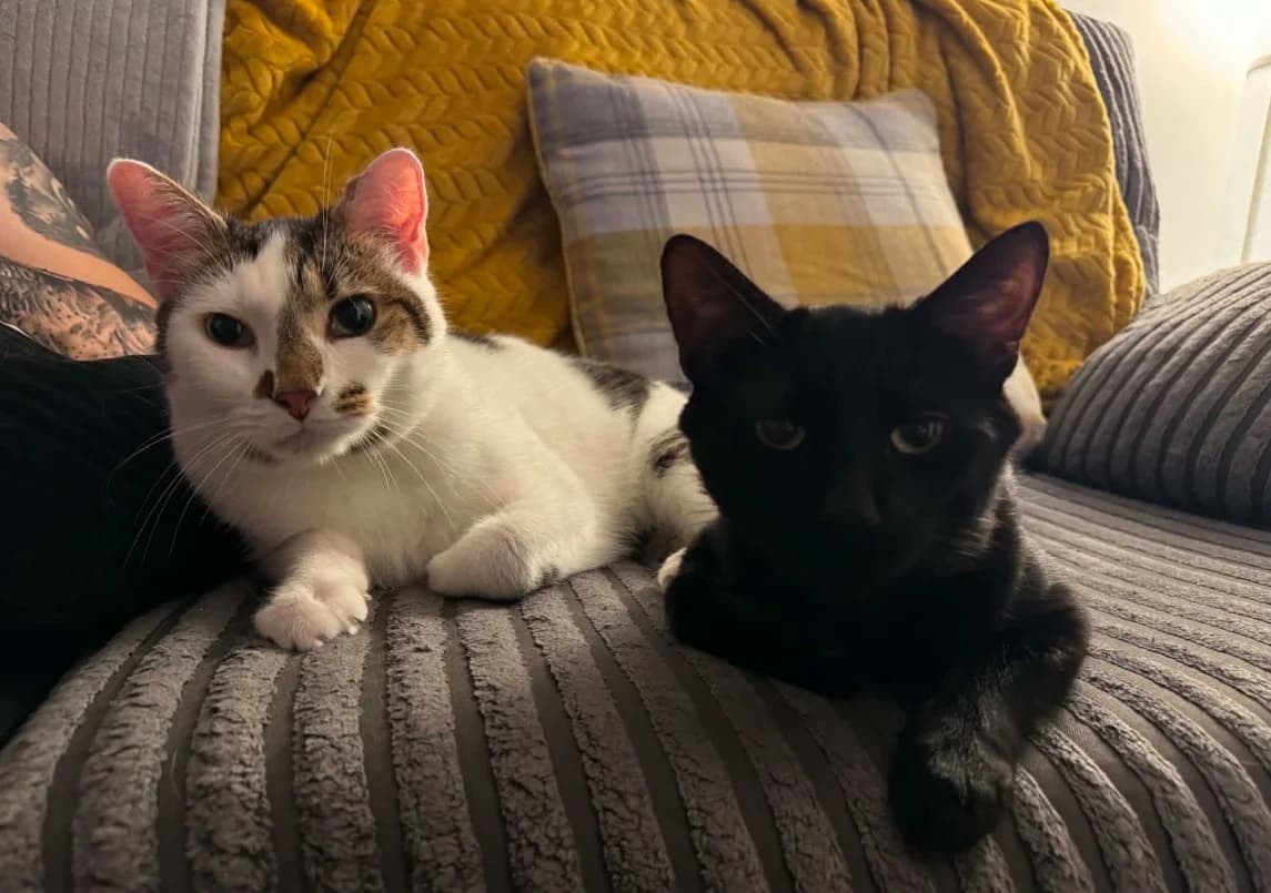Top Cat & Dibble, White and Tabby / Black male senior mixed breed for adoption at RSPCA Suffolk Central Branch