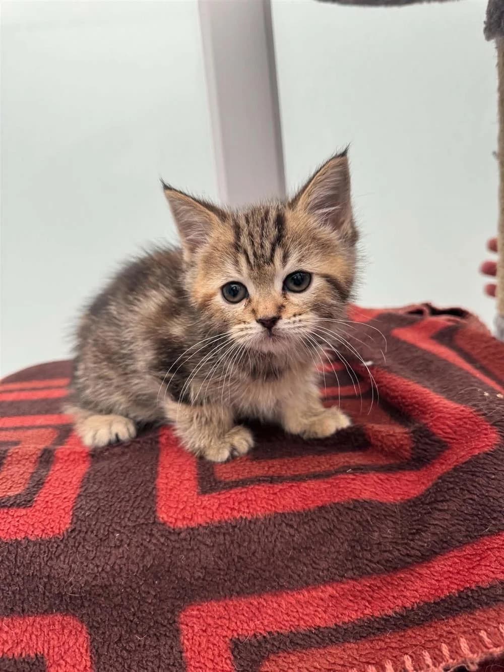 Pepsi, Grey Tabby male puppy Persian for adoption at RSPCA Suffolk Central Branch