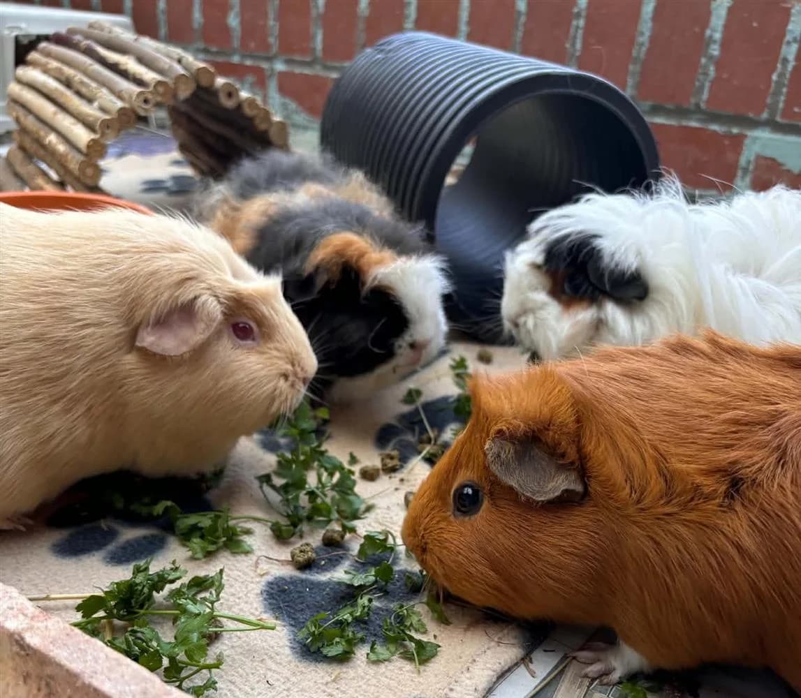 Auradot, Bean, Tedley & Potato, Tricolour male 3yo mixed breed for adoption at RSPCA Suffolk Central Branch
