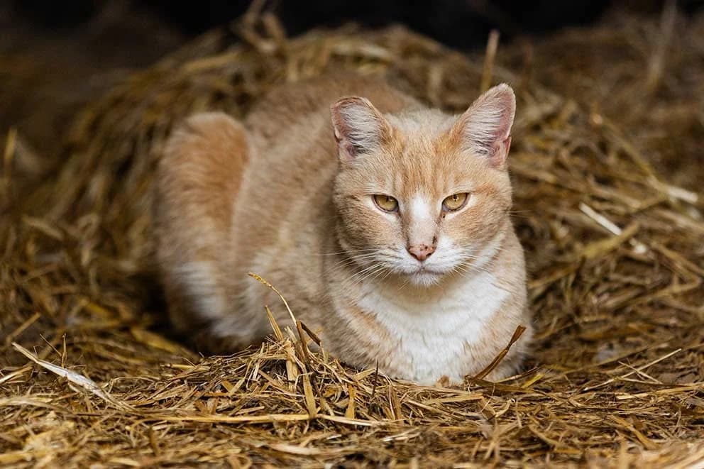 Outdoor/Farm Cats, Various Mixed Breed Cat for adoption at RSPCA Suffolk Central Branch