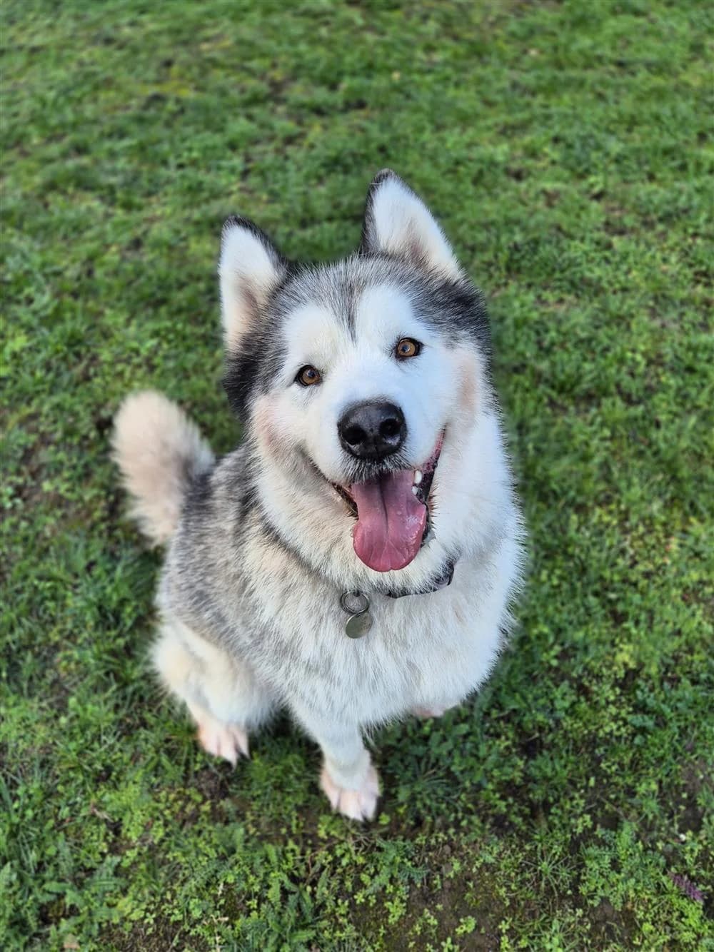 Jojo, Grey and White male Alaskan Malamute for adoption at RSPCA Suffolk Central Branch