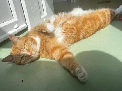Ruby, 7yo Mixed Breed for adoption at RSPCA Sussex West Branch
