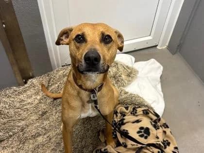 Billy, young Mixed Breed for adoption at RSPCA Sussex West Branch