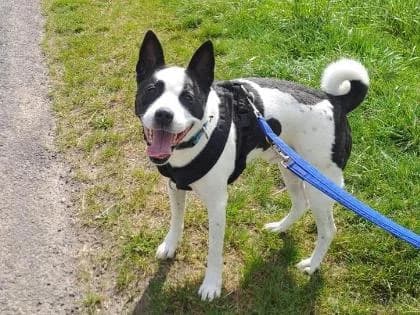 AJ, senior Mixed Breed for adoption at RSPCA Sussex West Branch