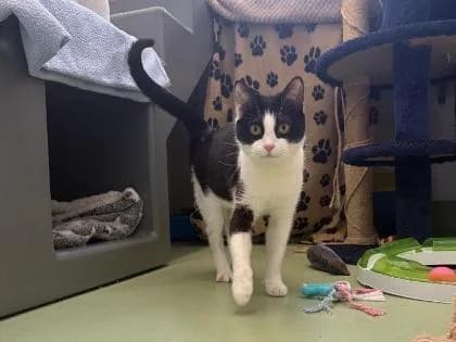 Gothel, Mixed Breed for adoption at RSPCA Sussex West Branch
