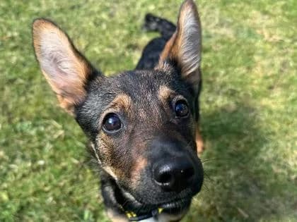 pippin, Mixed Breed for adoption at RSPCA Sussex West Branch