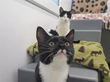 Varro and Naevia, Mixed Breed for adoption at RSPCA Sussex West Branch