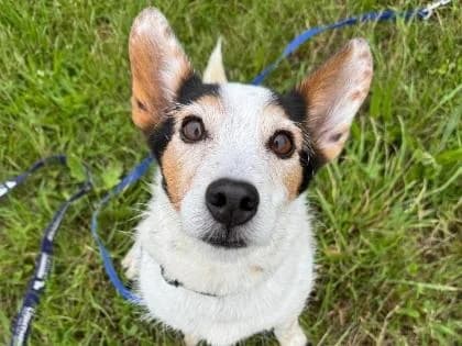 scratch, senior Mixed Breed for adoption at RSPCA Sussex West Branch