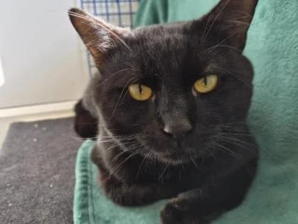 Bagheera, young Mixed Breed for adoption at RSPCA Sussex West Branch