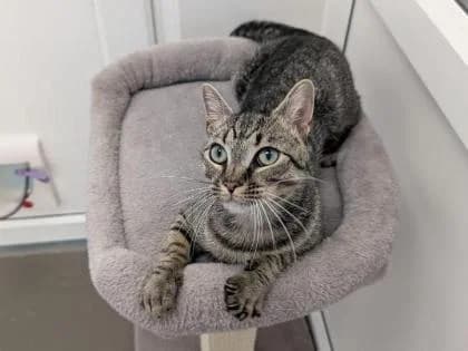 Georgie, young Mixed Breed for adoption at RSPCA Sussex West Branch