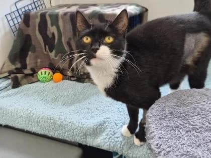 Willow, young Mixed Breed for adoption at RSPCA Sussex West Branch