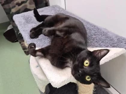 Iris, young Mixed Breed for adoption at RSPCA Sussex West Branch