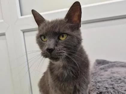 Artemis, senior Mixed Breed for adoption at RSPCA Sussex West Branch
