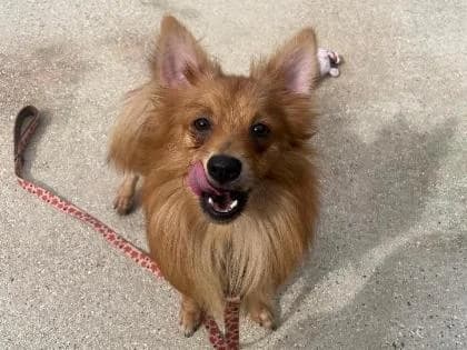Spike, Pomeranian for adoption at RSPCA Sussex West Branch