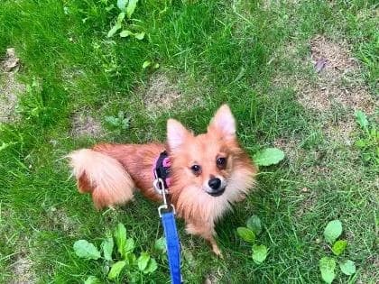 Dolly, Pomeranian for adoption at RSPCA Sussex West Branch