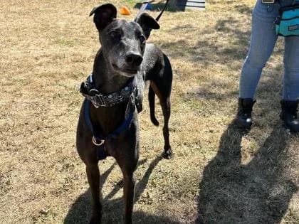 Georgie Best, 5yo Greyhound for adoption at RSPCA Sussex West Branch