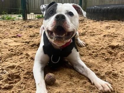 Rolo, young Staffordshire Bull Terrier for adoption at RSPCA Sussex West Branch