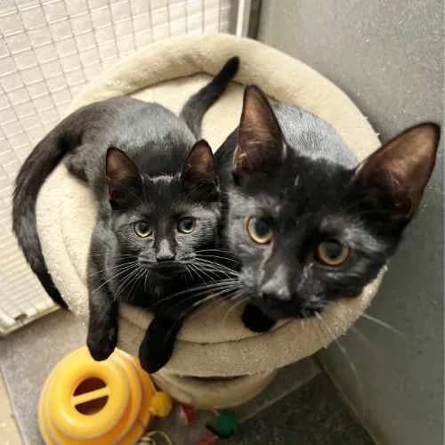 Black Kits Family, puppy Mixed Breed Cat for adoption at RSPCA Tunbridge Wells & Maidstone Branch