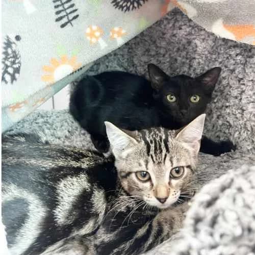 Caramel and Popcorn, female Mixed Breed Cat for adoption at RSPCA Tunbridge Wells & Maidstone Branch