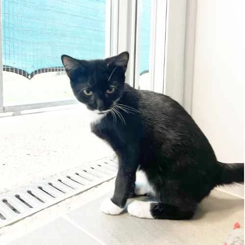 Charleston and Samba, puppy Mixed Breed Cat for adoption at RSPCA Tunbridge Wells & Maidstone Branch