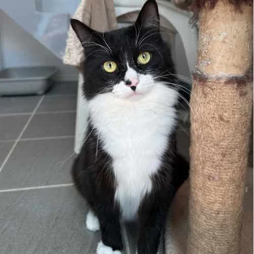 Charlie, male young Mixed Breed Cat for adoption at RSPCA Tunbridge Wells & Maidstone Branch