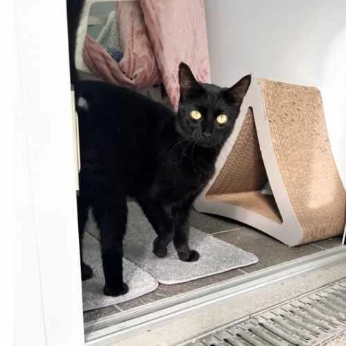 Colin, 3yo Mixed Breed Cat for adoption at RSPCA Tunbridge Wells & Maidstone Branch